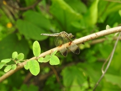 Neurothemis tullia