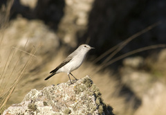 Muscisaxicola rufivertex