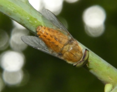 Tabanus pallidescens