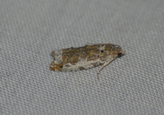 Proteoteras naracana