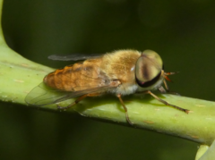 Tabanus pallidescens