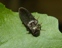 Dixicollis divaricatus