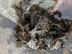 Thalassiophyllum clathrus