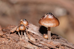 Mycena mulawaestris