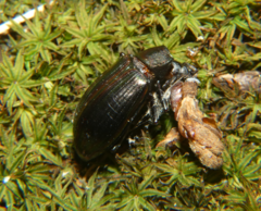 Tarpela micans