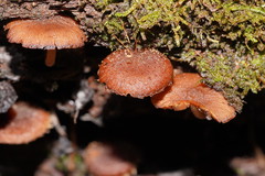 Psathyrella echinata