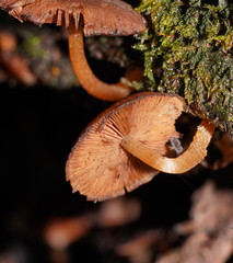 Psathyrella echinata