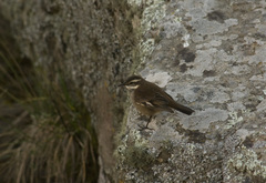 Cinclodes olrogi