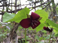 Trillium vaseyi