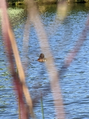 Aythya australis