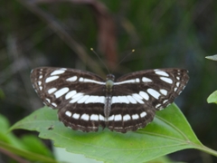Papilionoidea