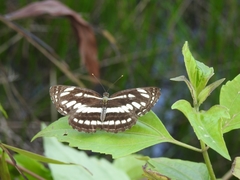 Papilionoidea