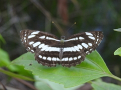Papilionoidea