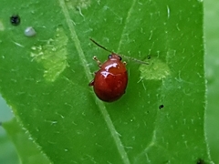 Sphaeroderma testaceum