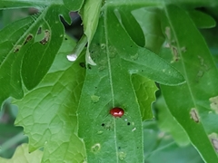 Sphaeroderma testaceum