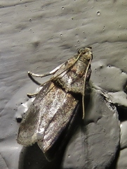 Acrobasis texana