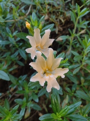 Diplacus grandiflorus