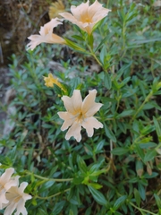 Diplacus grandiflorus