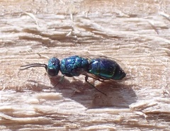Trichrysis cyanea