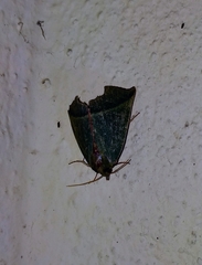 Clethrophora angulipennis