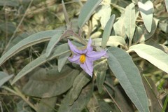 Solanum nemophilum