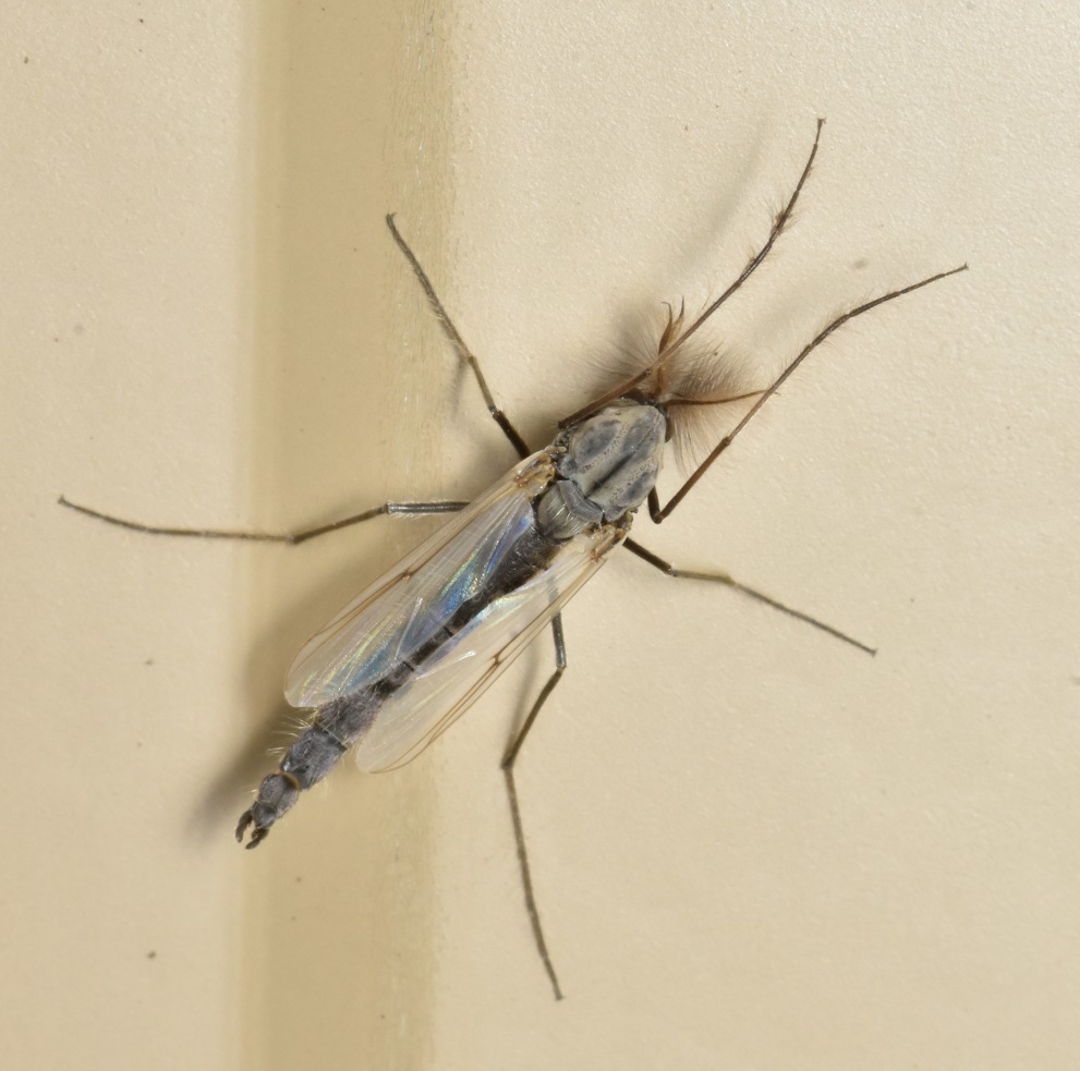Glyptotendipes