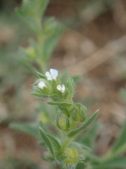 Lappula occidentalis occidentalis