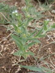 Lappula occidentalis occidentalis