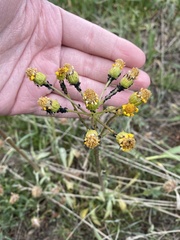 Packera tridenticulata