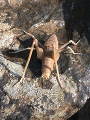Scotodrymadusa
