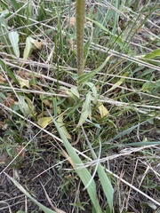 Packera tridenticulata