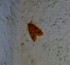 Miltochrista angulifera