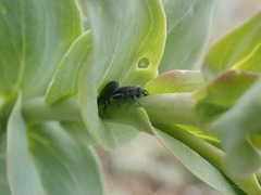 Mecinus janthiniformis