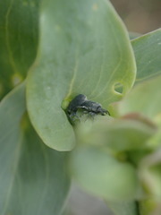 Mecinus janthiniformis