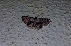 Myrioblephara pallibasis