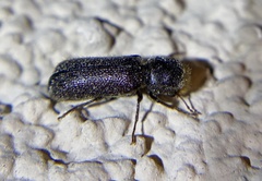 Amphicerus