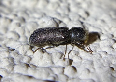 Amphicerus