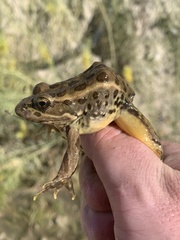 Lithobates onca