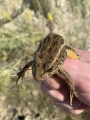 Lithobates onca