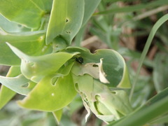 Mecinus janthiniformis