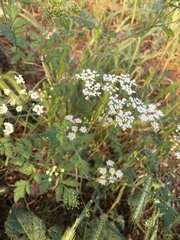 Chaerophyllum temulum