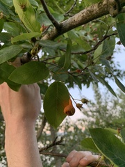 Gymnotelium blasdaleanum