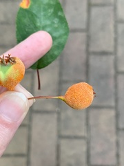 Gymnotelium blasdaleanum