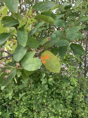 Gymnotelium blasdaleanum