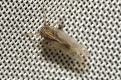 Laodelphax striatella