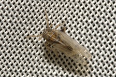 Laodelphax striatella