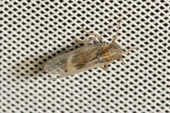 Laodelphax striatella