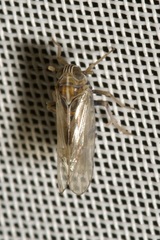 Laodelphax striatella