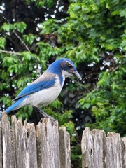 Aphelocoma californica