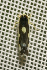 Eupteryx vittata